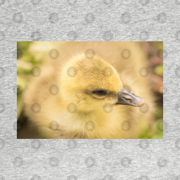 Fluffiest duckling in the world by AYatesPhoto